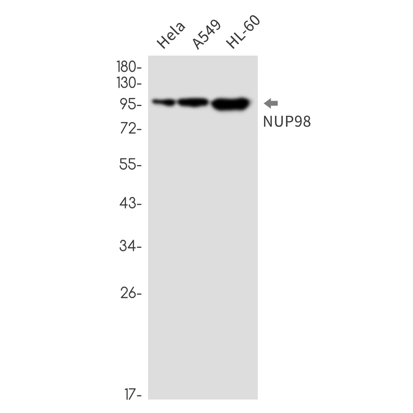 NUP98 (19U7) Rabbit Monoclonal Antibody