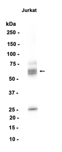 Oct-2 (16S17) Rabbit Monoclonal Antibody