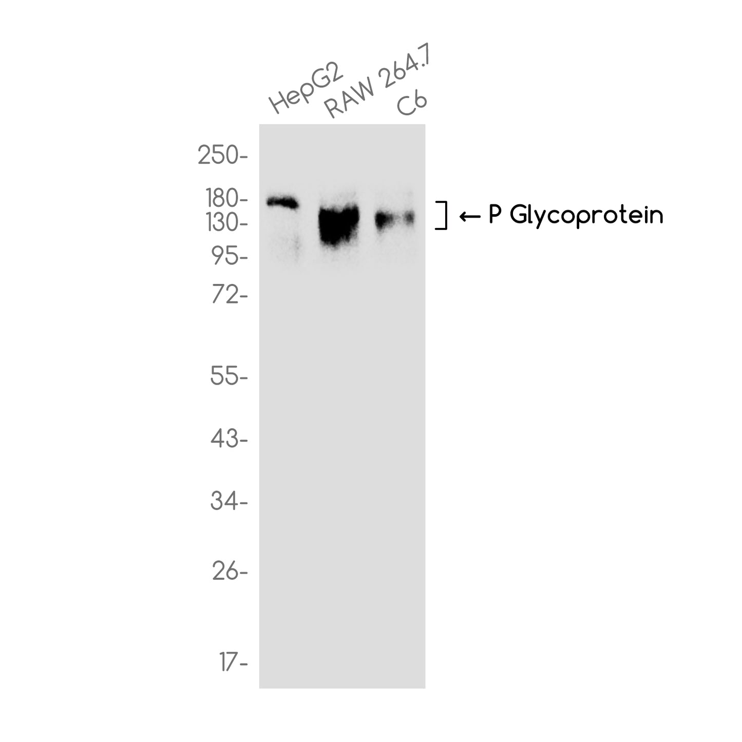P Glycoprotein (3J14) Rabbit Monoclonal Antibody