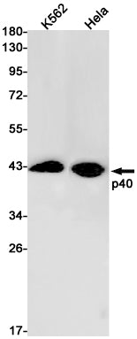 p40 (1T19) Rabbit Monoclonal Antibody
