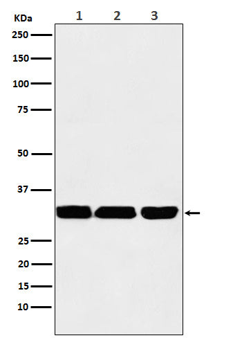 p53 DINP1 (17Q2) Rabbit Monoclonal Antibody