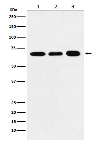 P70 S6 Kinase alpha (10D3) Rabbit Monoclonal Antibody
