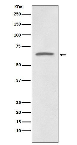 p73 (8W9) Rabbit Monoclonal Antibody