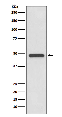 PAX8 (2K7) Rabbit Monoclonal Antibody