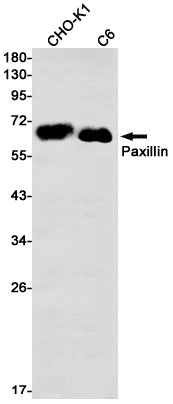 Paxillin (5M15) Rabbit Monoclonal Antibody