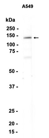 PCB (11N10) Rabbit Monoclonal Antibody