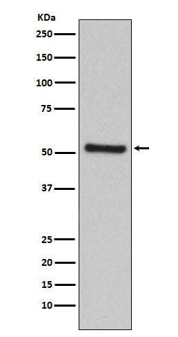 PDCD4 (7W6) Rabbit Monoclonal Antibody