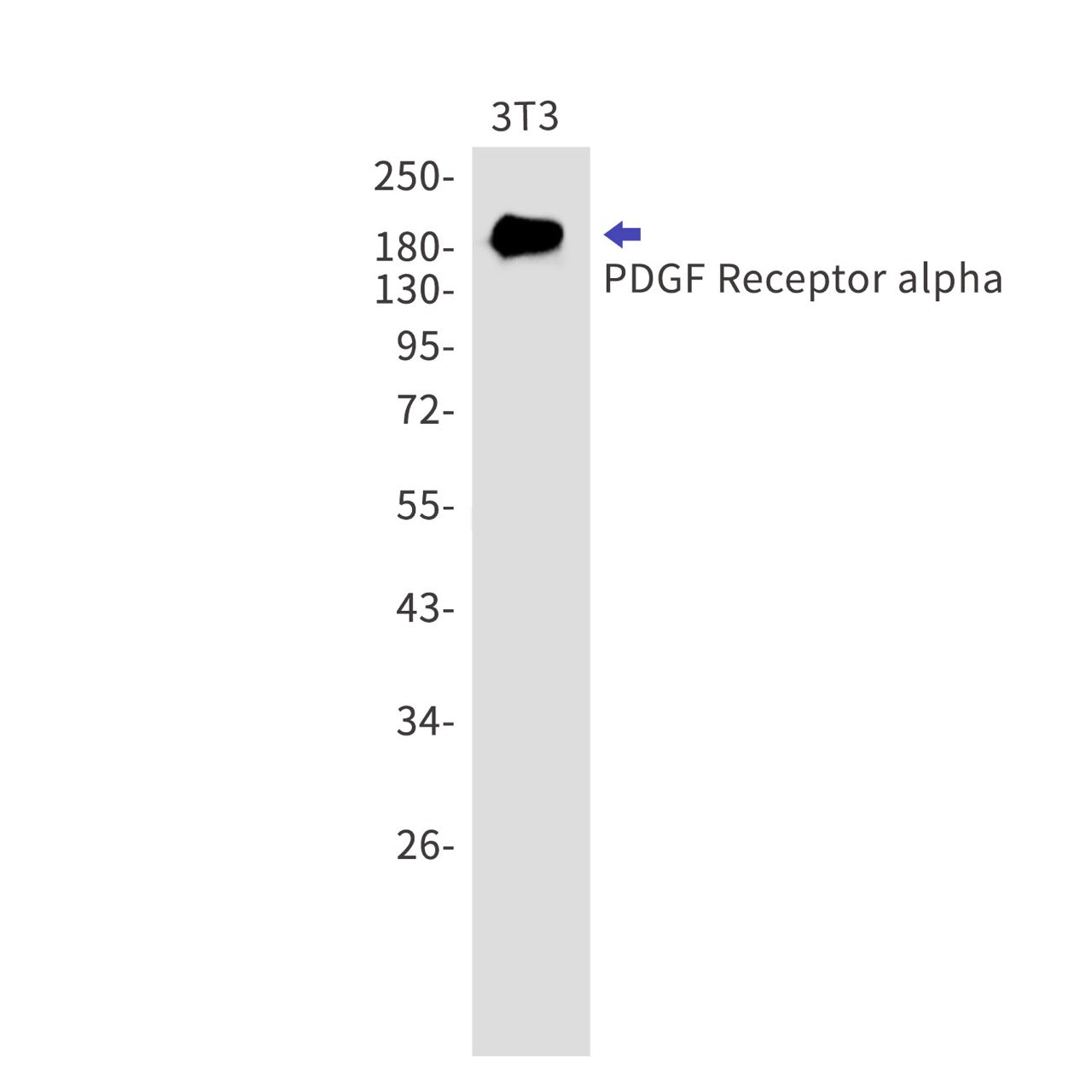 PDGFR alpha (19M3) Rabbit Monoclonal Antibody