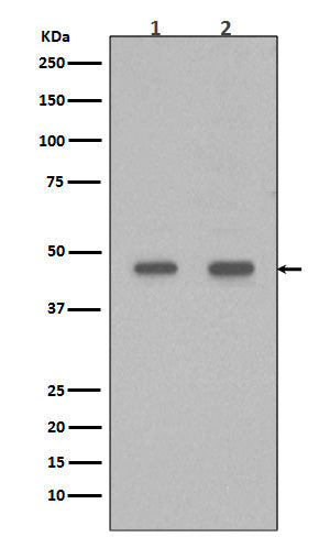 PDX1 (9B19) Rabbit Monoclonal Antibody