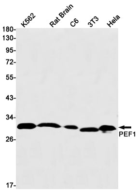 PEF1 (18D15) Rabbit Monoclonal Antibody