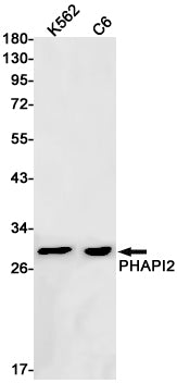 PHAPI2 / APRIL (8K19) Rabbit Monoclonal Antibody