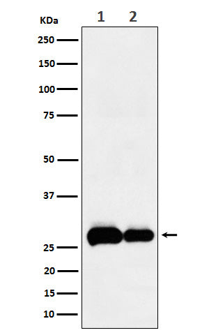PHD3 (11Y3) Rabbit Monoclonal Antibody