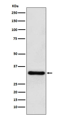 PITX3 (7E2) Rabbit Monoclonal Antibody