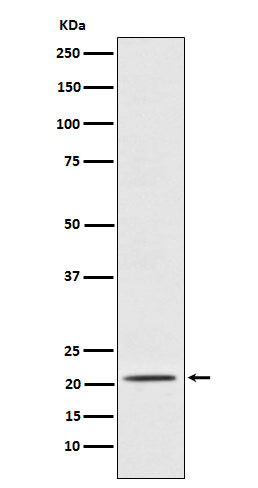 Placental Protein 14 / PAEP (11B8) Rabbit Monoclonal Antibody