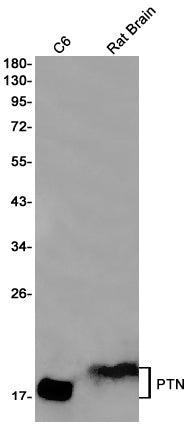 Pleiotrophin (12Z12) Rabbit Monoclonal Antibody