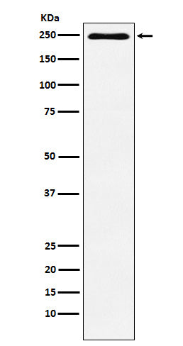 Plexin A1 (3J3) Rabbit Monoclonal Antibody