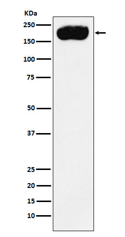 PMCA1 (2Y18) Rabbit Monoclonal Antibody