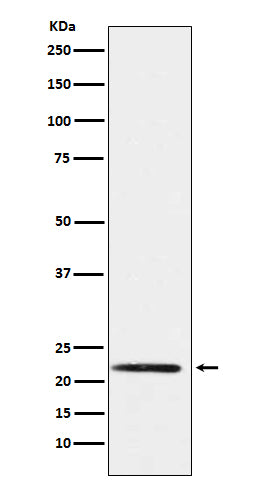 PMP22 (2M9) Rabbit Monoclonal Antibody