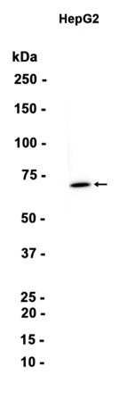 PMP70 (6N3) Rabbit Monoclonal Antibody