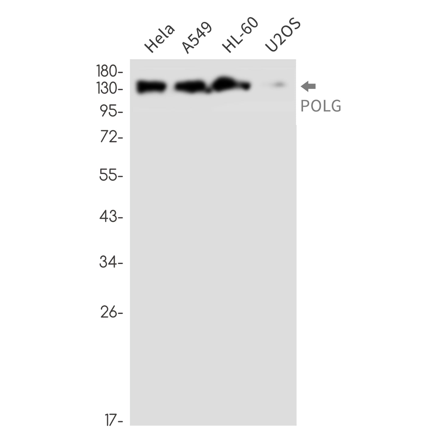 POLG (9R12) Rabbit Monoclonal Antibody