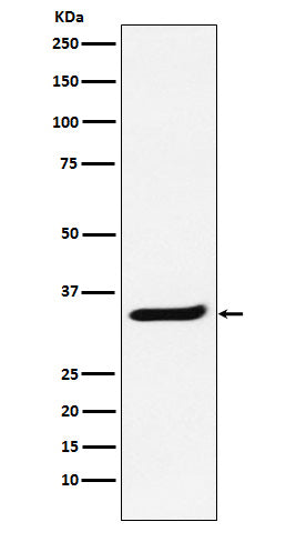 POLR2C (4Z10) Rabbit Monoclonal Antibody