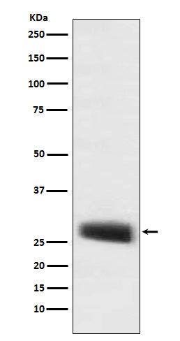 POMC (4K19) Rabbit Monoclonal Antibody