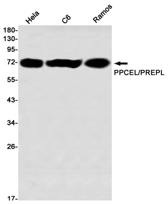 PREPL (8Q5) Rabbit Monoclonal Antibody
