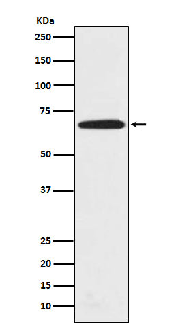 PRMT5 (16R15) Rabbit Monoclonal Antibody