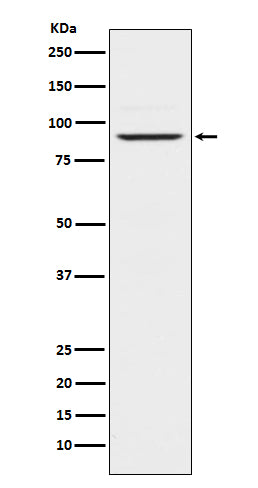 Prolactin Receptor (2K9) Rabbit Monoclonal Antibody