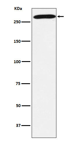 PRPF8 (19L6) Rabbit Monoclonal Antibody
