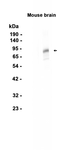 PSD95 (13H1) Rabbit Monoclonal Antibody