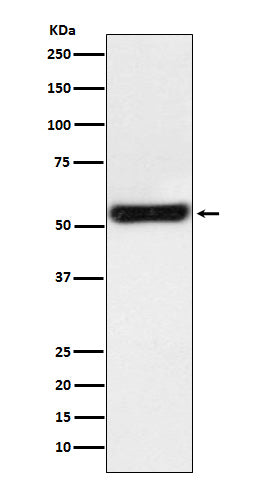 PTGER2 (10O13) Rabbit Monoclonal Antibody