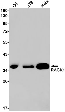 RACK1 (2D18) Rabbit Monoclonal Antibody