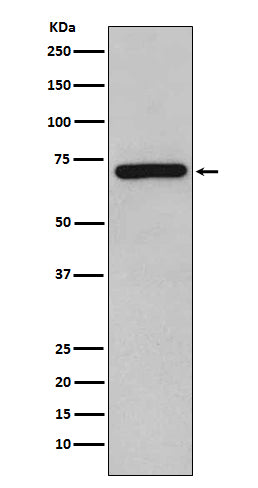 RelB (6I1) Rabbit Monoclonal Antibody