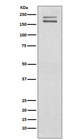 Ret (17Y19) Rabbit Monoclonal Antibody