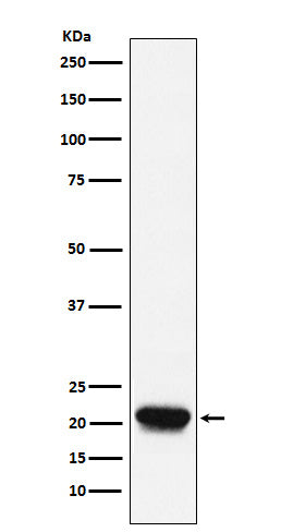 RHEB (18Y18) Rabbit Monoclonal Antibody