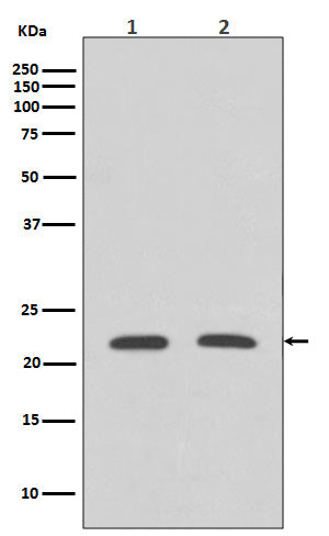 Rho A (11B6) Rabbit Monoclonal Antibody