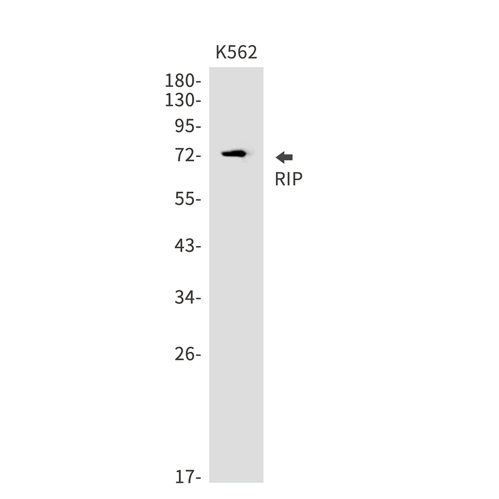 RIP (1Z2) Rabbit Monoclonal Antibody