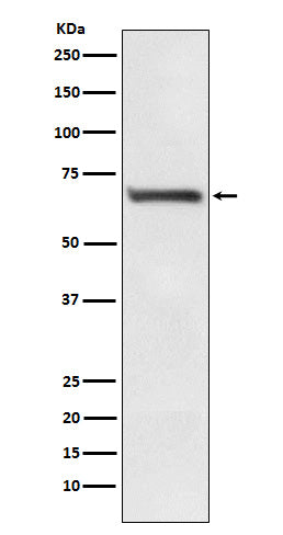RPA70 (7S18) Rabbit Monoclonal Antibody