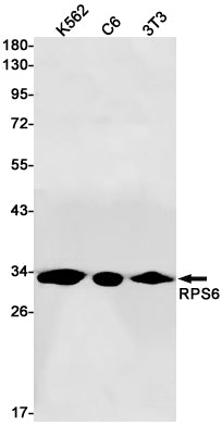 RPS6 (6I7) Rabbit Monoclonal Antibody