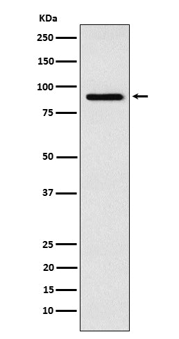 RSK4 (7O16) Rabbit Monoclonal Antibody