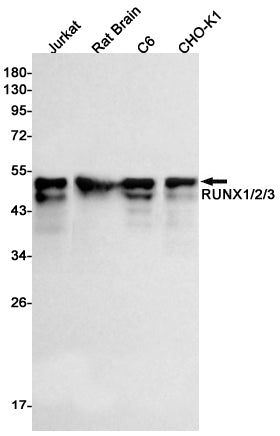 RUNX (7V14) Rabbit Monoclonal Antibody