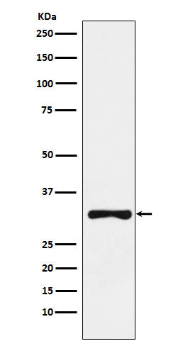 RYBP (11I9) Rabbit Monoclonal Antibody