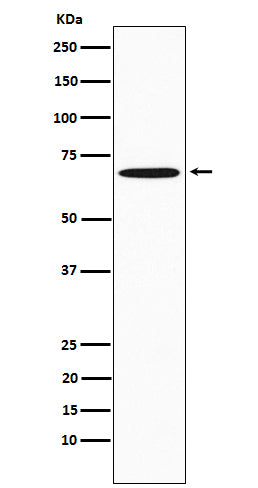 SAM68 (16X9) Rabbit Monoclonal Antibody