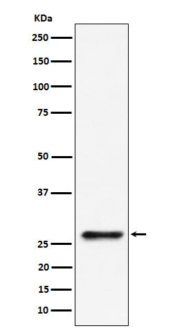 SBDS (5N11) Rabbit Monoclonal Antibody
