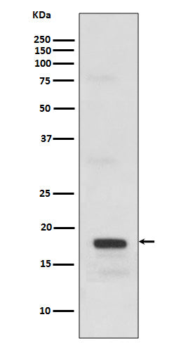 SCF (12S8) Rabbit Monoclonal Antibody
