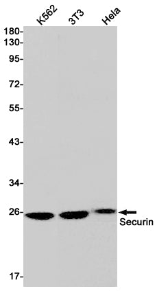 Securin (6K10) Rabbit Monoclonal Antibody