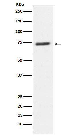 SENP1 (18B5) Rabbit Monoclonal Antibody