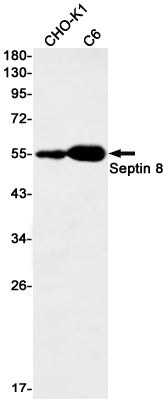 Septin 8 (18E13) Rabbit Monoclonal Antibody