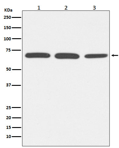 Serum Albumin (14W10) Rabbit Monoclonal Antibody
